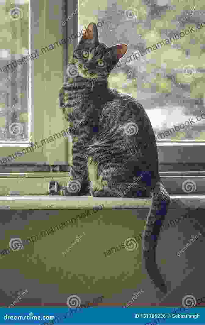 A Beautiful Tabby Cat Sitting On A Windowsill, Looking Out At The World. Cat Poems Mollie Hunt