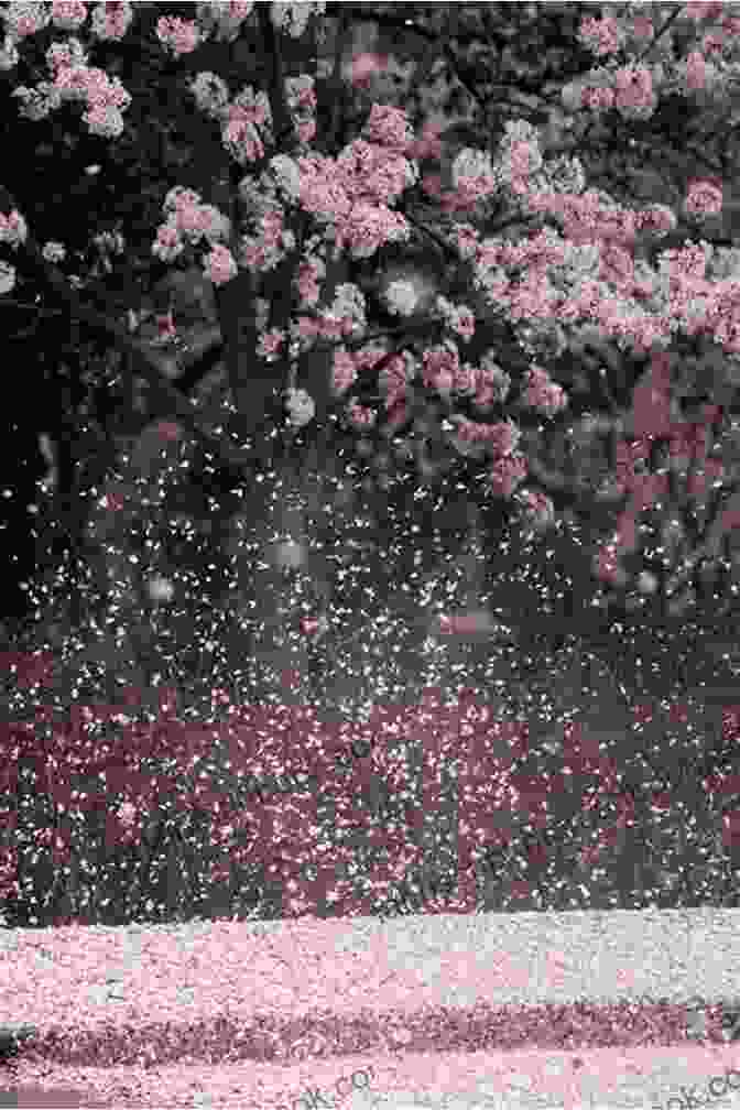 A Cherry Blossom Falls From A Tree, Petals Scattering In The Wind 88 Fragments In Haiku M Flores Jr