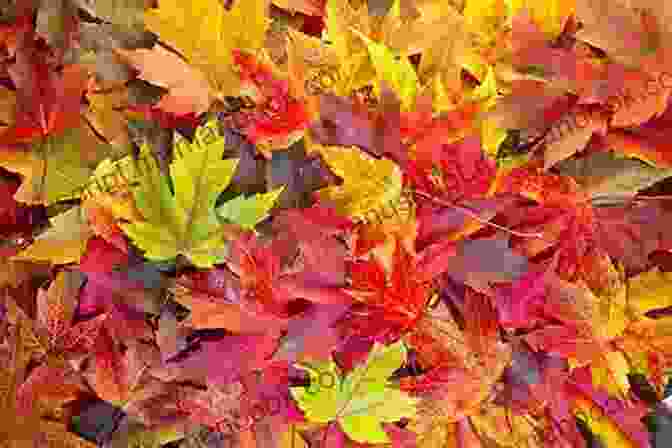 Autumn Leaves In Vibrant Colors Fall From A Tree 88 Fragments In Haiku M Flores Jr