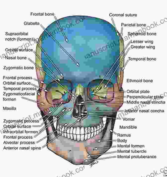 Detailed Diagram Of The Human Head, Showcasing The Brain, Skull, And Facial Anatomy. KNOW YOU BETTER HEAD TO TOE: Health Is The Greatest Wealth