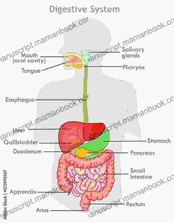 Detailed Illustration Of The Digestive System, Including The Mouth, Esophagus, Stomach, And Intestines. KNOW YOU BETTER HEAD TO TOE: Health Is The Greatest Wealth
