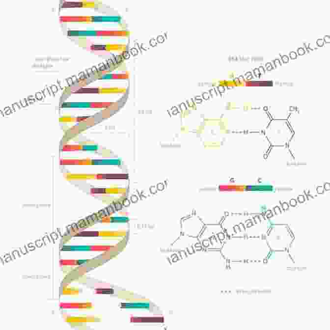 Detailed Model Of A DNA Molecule, Highlighting The Double Helix Structure And Genetic Code. KNOW YOU BETTER HEAD TO TOE: Health Is The Greatest Wealth