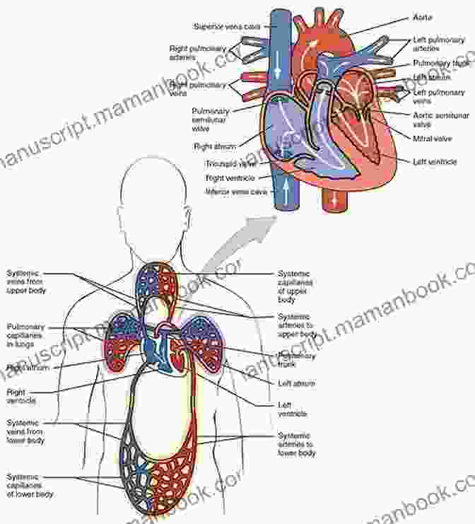Diagram Depicting The Interrelation Of The Respiratory And Circulatory Systems, Highlighting The Lungs, Heart, And Blood Vessels. KNOW YOU BETTER HEAD TO TOE: Health Is The Greatest Wealth