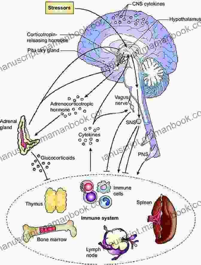 Diagram Showcasing The Intricate Connection Between The Nervous And Endocrine Systems, Highlighting The Brain, Spinal Cord, And Glands. KNOW YOU BETTER HEAD TO TOE: Health Is The Greatest Wealth