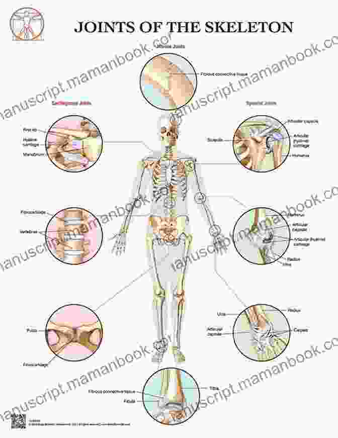 Interconnected Diagram Of The Skeletal And Muscular Systems, Highlighting The Bones, Joints, And Muscles. KNOW YOU BETTER HEAD TO TOE: Health Is The Greatest Wealth